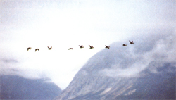 Migrating Duck Populations Declining, Gypsy Moth Infestation Controlled by Biological Insecticide, and More